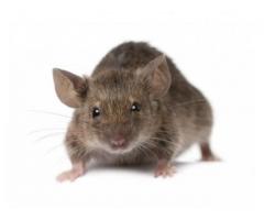 Pest Control: Szczury, Myszy, Karaluchy, Pluskwy, Pchly, Osy, Szerszenie, Mrowki - Grafika 3/4