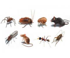Pest Control: Szczury, Myszy, Karaluchy, Pluskwy, Pchly, Osy, Szerszenie, Mrowki - Grafika 4/4
