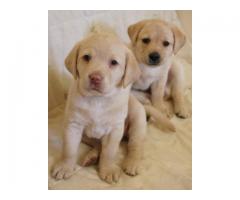K.C.Reg Labrador Puppies - Grafika 1/4
