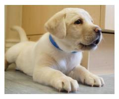 K.C.Reg Labrador Puppies - Grafika 2/4