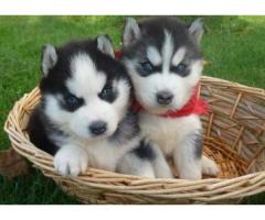 outstanding quality male and female Siberian husky