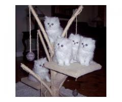 Śliczne Kocięta perskie aktualnie dostępny