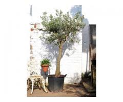 drzewo olivne
