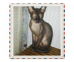 Sphynx cats for sale
