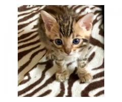 Bemgal cats for sale