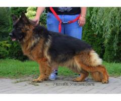 German shepherd puppies for sale - Grafika 4/4