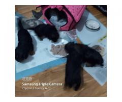Super York terrier 3 girls 4 boys - Grafika 4/4