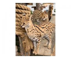 kot serval afrykański kac  savannah - Grafika 9/10