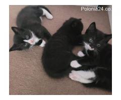 kitties for sale - Grafika 1/4