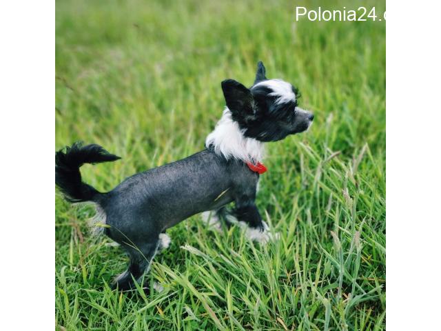 Chinese Crested - 1/10