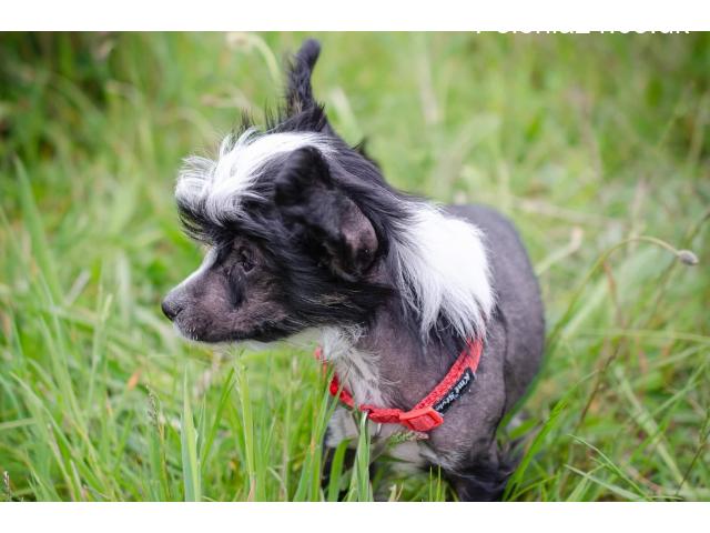Chinese Crested - 2/10