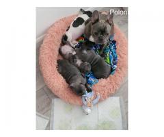 I am selling French Bulldog puppies. Ask for the price