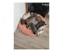 I am selling French Bulldog puppies. Ask for the price - Grafika 3/7