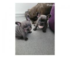 I am selling French Bulldog puppies. Ask for the price - Grafika 4/7