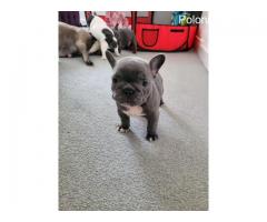I am selling French Bulldog puppies. Ask for the price - Grafika 5/7