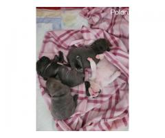 I am selling French Bulldog puppies. Ask for the price - Grafika 6/7