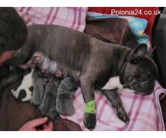I am selling French Bulldog puppies. Ask for the price - Grafika 7/7