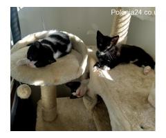 ????4 beautiful kittens are looking for a new home???? - Grafika 2/9