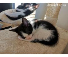 ????4 beautiful kittens are looking for a new home???? - Grafika 5/9