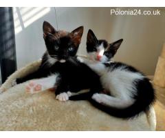 ????4 beautiful kittens are looking for a new home???? - Grafika 6/9