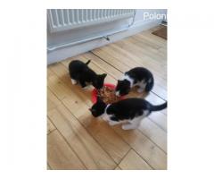 ????4 beautiful kittens are looking for a new home???? - Grafika 9/9