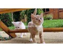Biały Turkish angora kot kitten