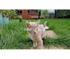Biały Turkish angora kot kitten - Grafika 3/5