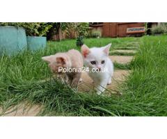 Biały Turkish angora kot kitten - Grafika 4/5