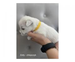 Wystawowe szczenieta West Highland White Terrier FCI, ZKwP - Grafika 1/10