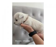 Wystawowe szczenieta West Highland White Terrier FCI, ZKwP - Grafika 2/10
