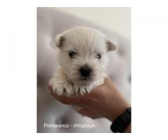 Wystawowe szczenieta West Highland White Terrier FCI, ZKwP - Grafika 5/10