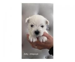 Wystawowe szczenieta West Highland White Terrier FCI, ZKwP - Grafika 6/10