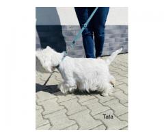 Wystawowe szczenieta West Highland White Terrier FCI, ZKwP - Grafika 7/10