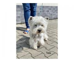 Wystawowe szczenieta West Highland White Terrier FCI, ZKwP - Grafika 9/10