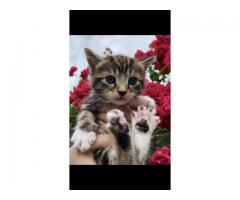 Half maine coon kitten for sale - Grafika 1/10
