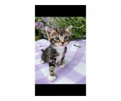 Half maine coon kitten for sale