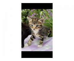 Half maine coon kitten for sale - Grafika 3/10