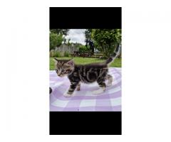 Half maine coon kitten for sale - Grafika 4/10