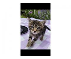Half maine coon kitten for sale - Grafika 5/10