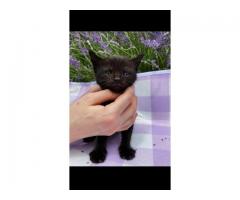 Half maine coon kitten for sale - Grafika 6/10