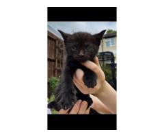 Half maine coon kitten for sale - Grafika 7/10