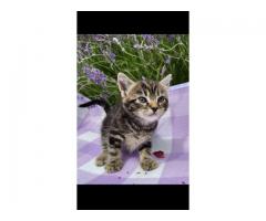 Half maine coon kitten for sale - Grafika 8/10
