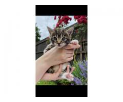 Half maine coon kitten for sale - Grafika 9/10