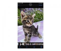 Half maine coon kitten for sale - Grafika 10/10