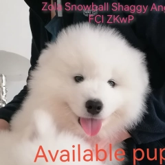 Samoyed szczeniaczek 