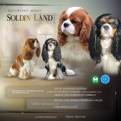 Cavalier King Charles Spaniel 