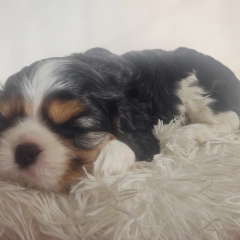 Cavalier King Charles Spaniel 