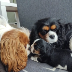 Cavalier King Charles Spaniel 