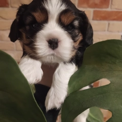 Cavalier King Charles Spaniel 