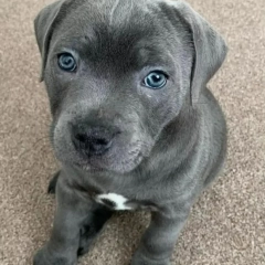 Staffordshire Bull Terrier Puppies for sale